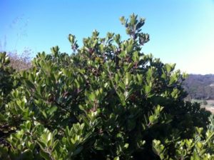 IMG_0699_medium