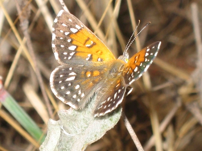 Perhaps a few hundred Lange's Metalmark Butterfly exist in the wild. Photo (c) Liam O'Brien Perhaps a few hundred Lange's Metalmark Butterfly exist in the wild. Photo (c) Liam O'Brien