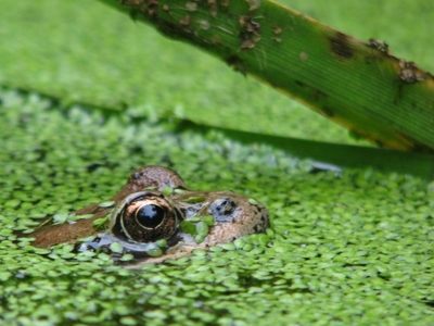 California Red-legged Frog
