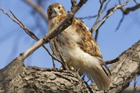 Pale_Male1_small