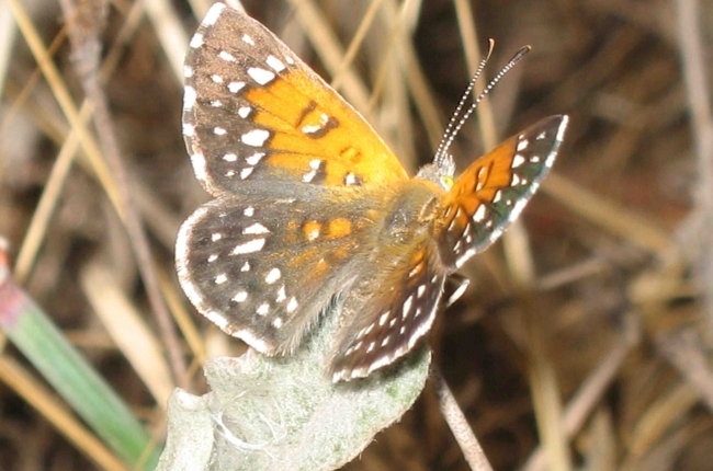 Lange's Metalmark Butterfly (c) Liam O'Brien