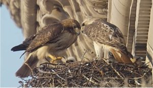 pale_male_nest_medium