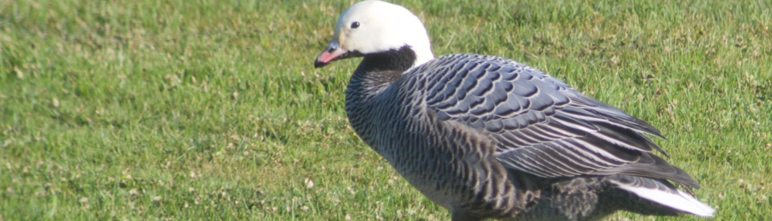 Emperor Goose, Sharp Park, January 26, 2017
